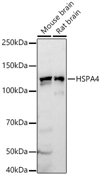 HSPA4 Rabbit polyclonal antibody