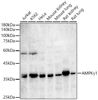 AMPKG Gamma1 Rabbit polyclonal antibody
