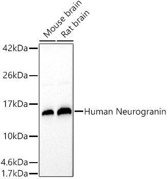 Human Neurogranin Rabbit pAb