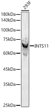 INTS11 Rabbit pAb