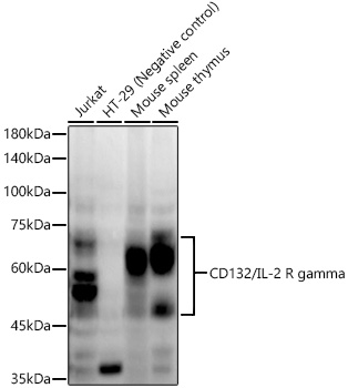 CD132/IL-2 R gamma Rabbit mAb