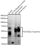 Western blot - CD132/IL-2 R gamma Rabbit mAb (A22037)