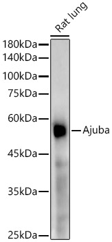 Western blot analysis of lysates from Rat lung using [KD Validated] Ajuba Rabbit mAb (A22039) at1:20000 dilution.<br/>Secondary antibody: HRP-conjugated Goat anti-Rabbit IgG (H+L) (AS014) at 1:10000 dilution.<br/>Lysates/proteins: 25μg per lane.<br/>Blocking buffer: 3% nonfat dry milk in TBST.<br/>Detection: ECL Enhanced Kit (RM00021).<br/>Exposure time: 180s.