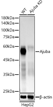 [KD Validated] Ajuba Rabbit monoclonal antibody