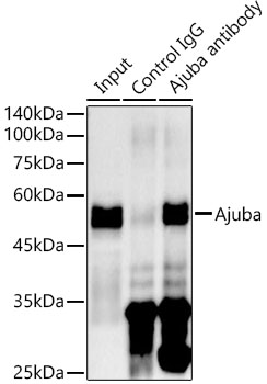 [KD Validated] Ajuba Rabbit monoclonal antibody