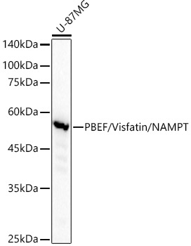 PBEF/Visfatin/NAMPT Rabbit monoclonal antibody