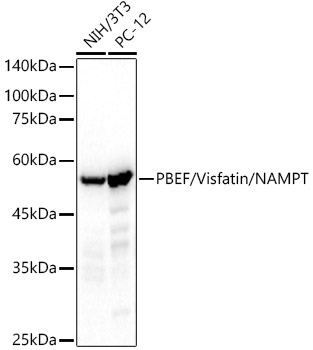 PBEF/Visfatin/NAMPT Rabbit monoclonal antibody
