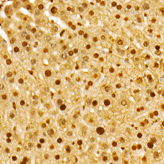 PBEF/Visfatin/NAMPT Rabbit monoclonal antibody
