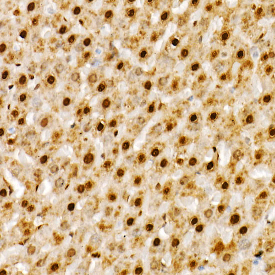 PBEF/Visfatin/NAMPT Rabbit monoclonal antibody