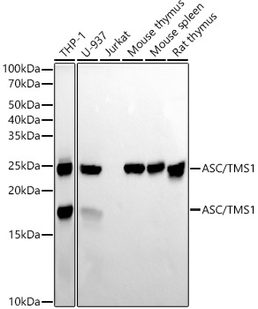 ASC/TMS1 Rabbit pAb-Polyclonal Antibodies - ABclonal