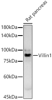 Villin Rabbit monoclonal antibody