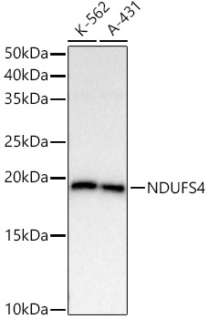 NDUFS4 Rabbit monoclonal antibody