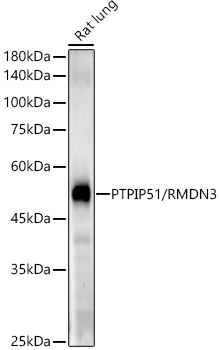 PTPIP51/RMDN3 Rabbit mAb