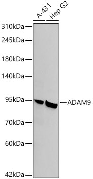 ADAM9 Rabbit monoclonal antibody