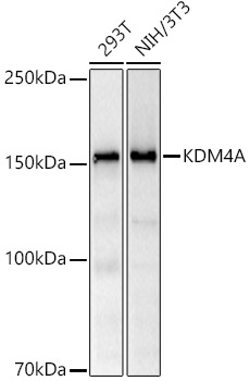 KDM4A Rabbit monoclonal antibody