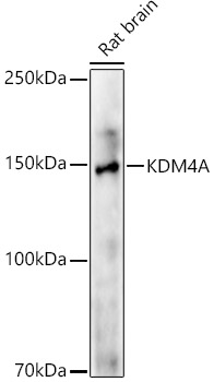 KDM4A Rabbit monoclonal antibody