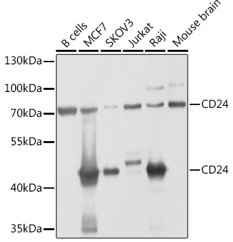 CD24 Rabbit polyclonal antibody