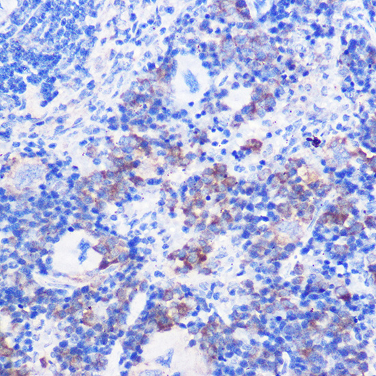 CD24 Rabbit polyclonal antibody