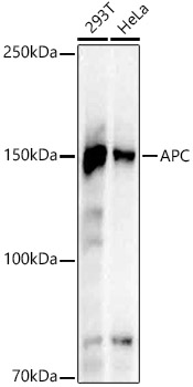 APC Rabbit monoclonal antibody