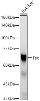 Tec Rabbit monoclonal antibody
