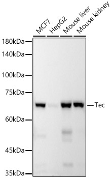 Tec Rabbit monoclonal antibody