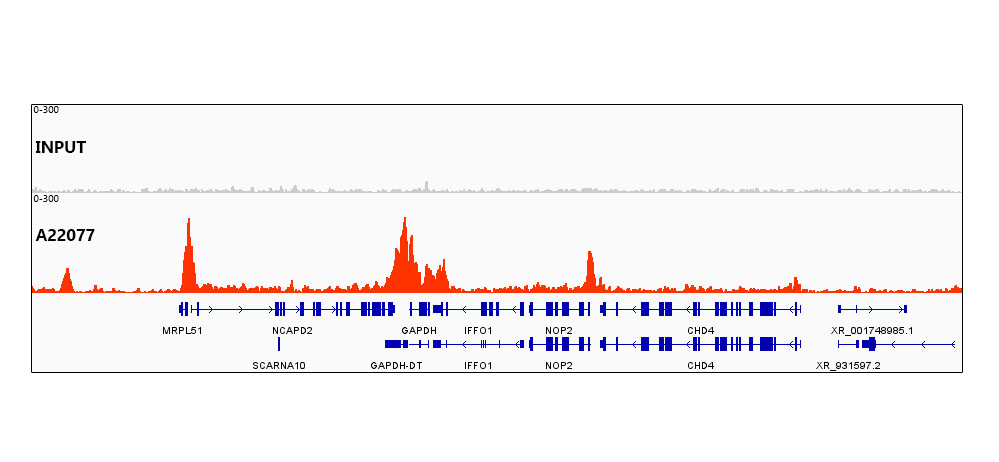Acetyl-Histone H3-K27 Rabbit monoclonal antibody