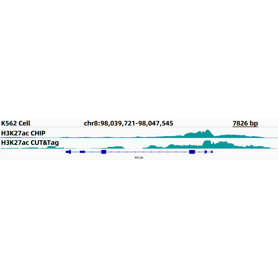 Acetyl-Histone H3-K27 Rabbit monoclonal antibody