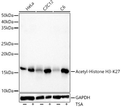 Acetyl-Histone H3-K27 Rabbit monoclonal antibody