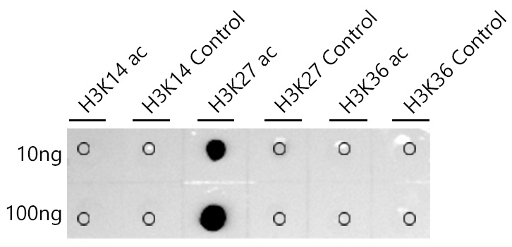 Acetyl-Histone H3-K27 Rabbit monoclonal antibody