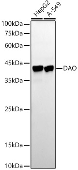 DAO Rabbit monoclonal antibody