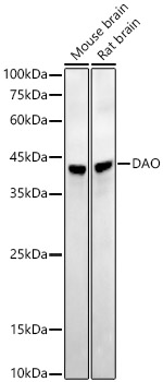 DAO Rabbit monoclonal antibody