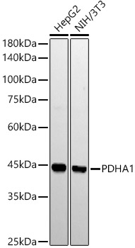 PDHA1 Rabbit mAb