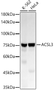 ACSL3 Rabbit monoclonal antibody