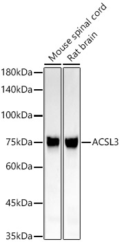 ACSL3 Rabbit monoclonal antibody