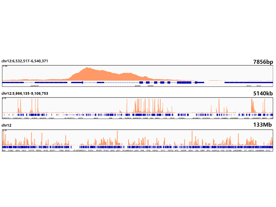 DiMethyl-Histone H3-K79 Rabbit monoclonal antibody
