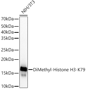 DiMethyl-Histone H3-K79 Rabbit monoclonal antibody