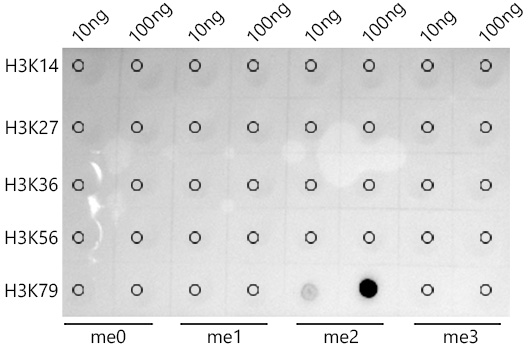 DiMethyl-Histone H3-K79 Rabbit monoclonal antibody