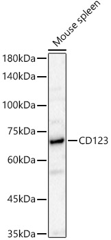 CD123 Rabbit pAb