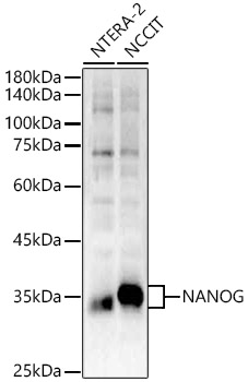 NANOG Rabbit pAb