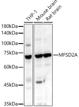 MFSD2A Rabbit pAb