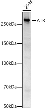 ATR Rabbit monoclonal antibody