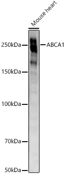 ABCA1 Rabbit monoclonal antibody