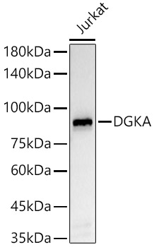 DGKA Rabbit monoclonal antibody