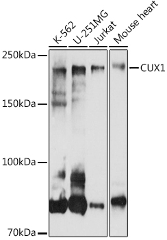 CUX1 Rabbit polyclonal antibody