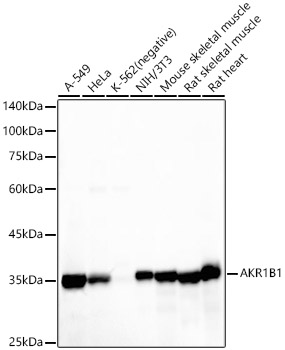 AKR1B1 Rabbit monoclonal antibody