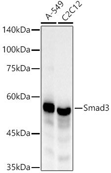 [KO Validated] Smad3 Rabbit monoclonal antibody