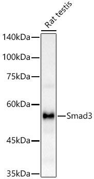 [KO Validated] Smad3 Rabbit monoclonal antibody