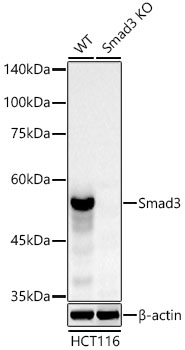 [KO Validated] Smad3 Rabbit monoclonal antibody