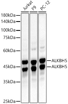ALKBH5 Rabbit monoclonal antibody