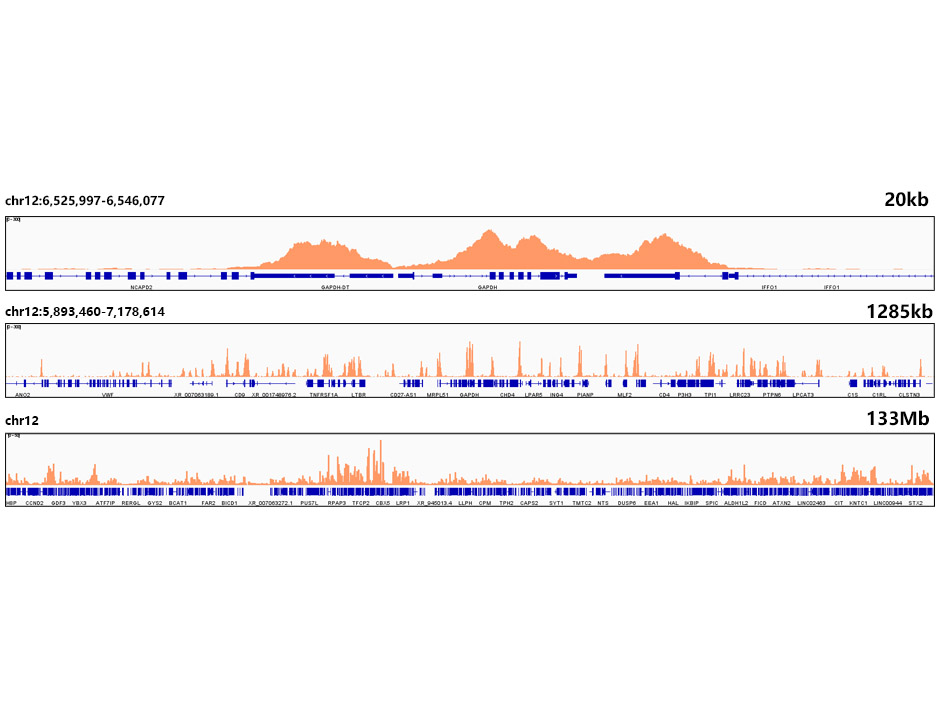 DiMethyl-Histone H3-K4 Rabbit monoclonal antibody